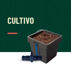 Cultivo de marihuana